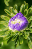 Load image into Gallery viewer, Blue Garden: Buy Blue Aster for a Captivating Floral Showcase