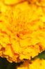 Premium African Flower Marigold Seeds - Buy Online Now!