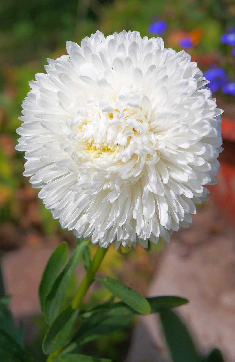 Shop High-Quality Tall White Aster Seeds Here