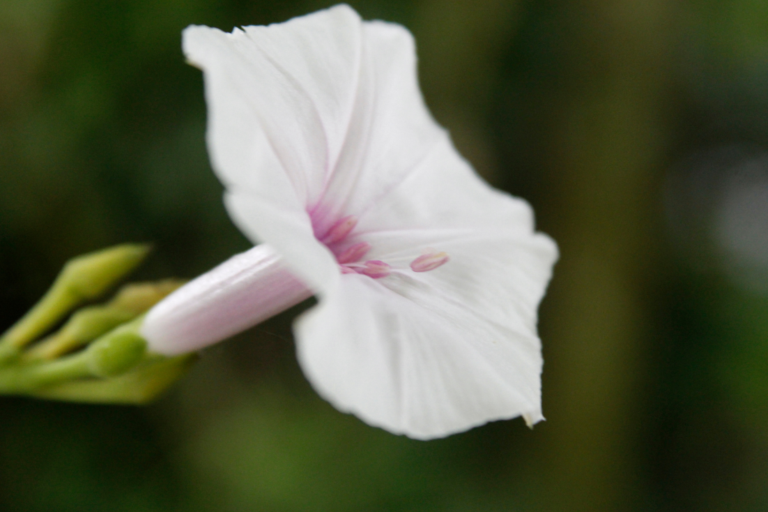 Nature's Pure Delight: Purchase White Morning Glory for Garden Splendo