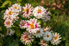 Stunning Zahara Starlight Rose Seeds: Buy for Vibrant Garden Blooms