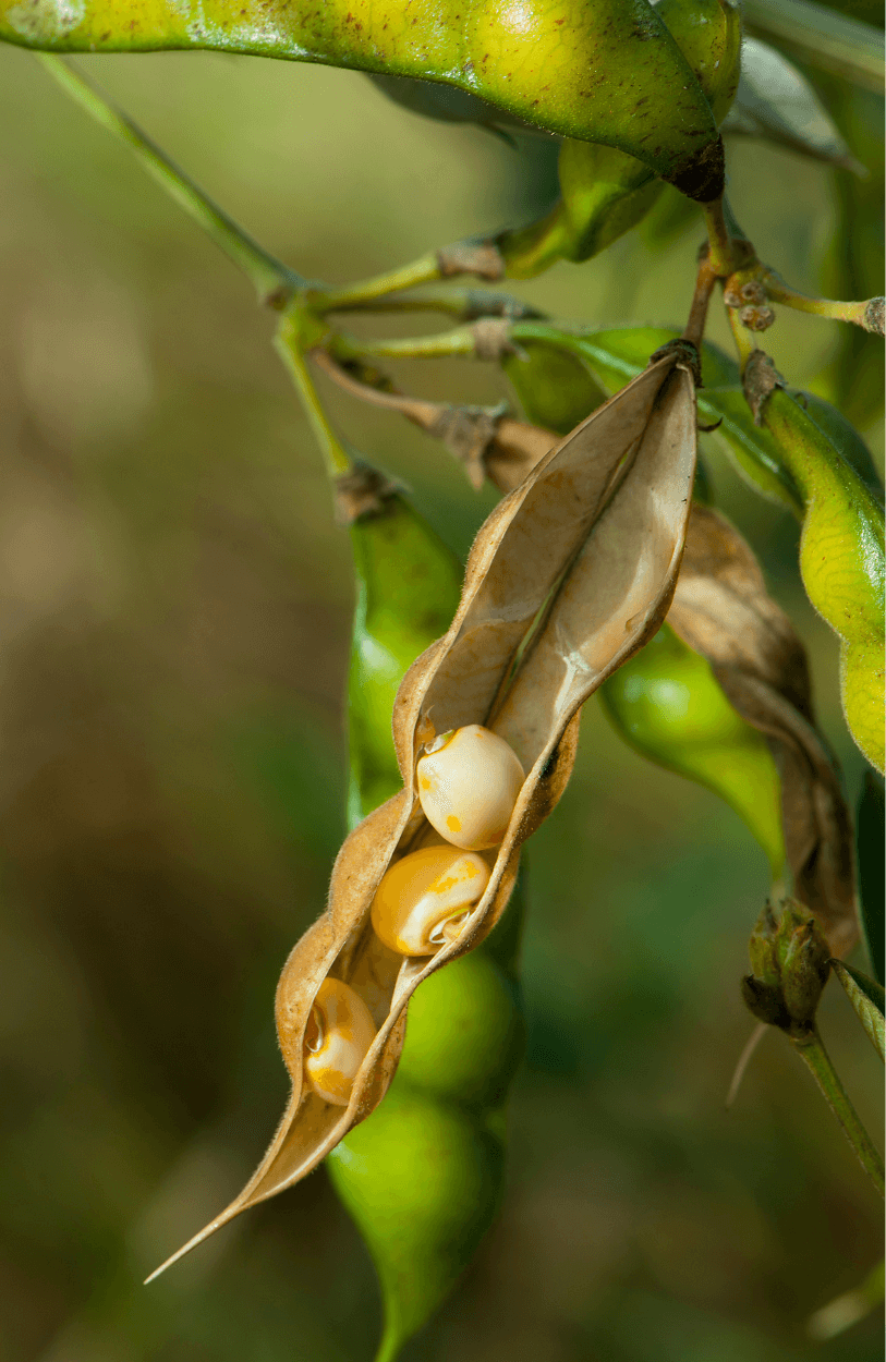 Grow Your Own Legumes: Get Soybean Seeds for Sustainable Farming
