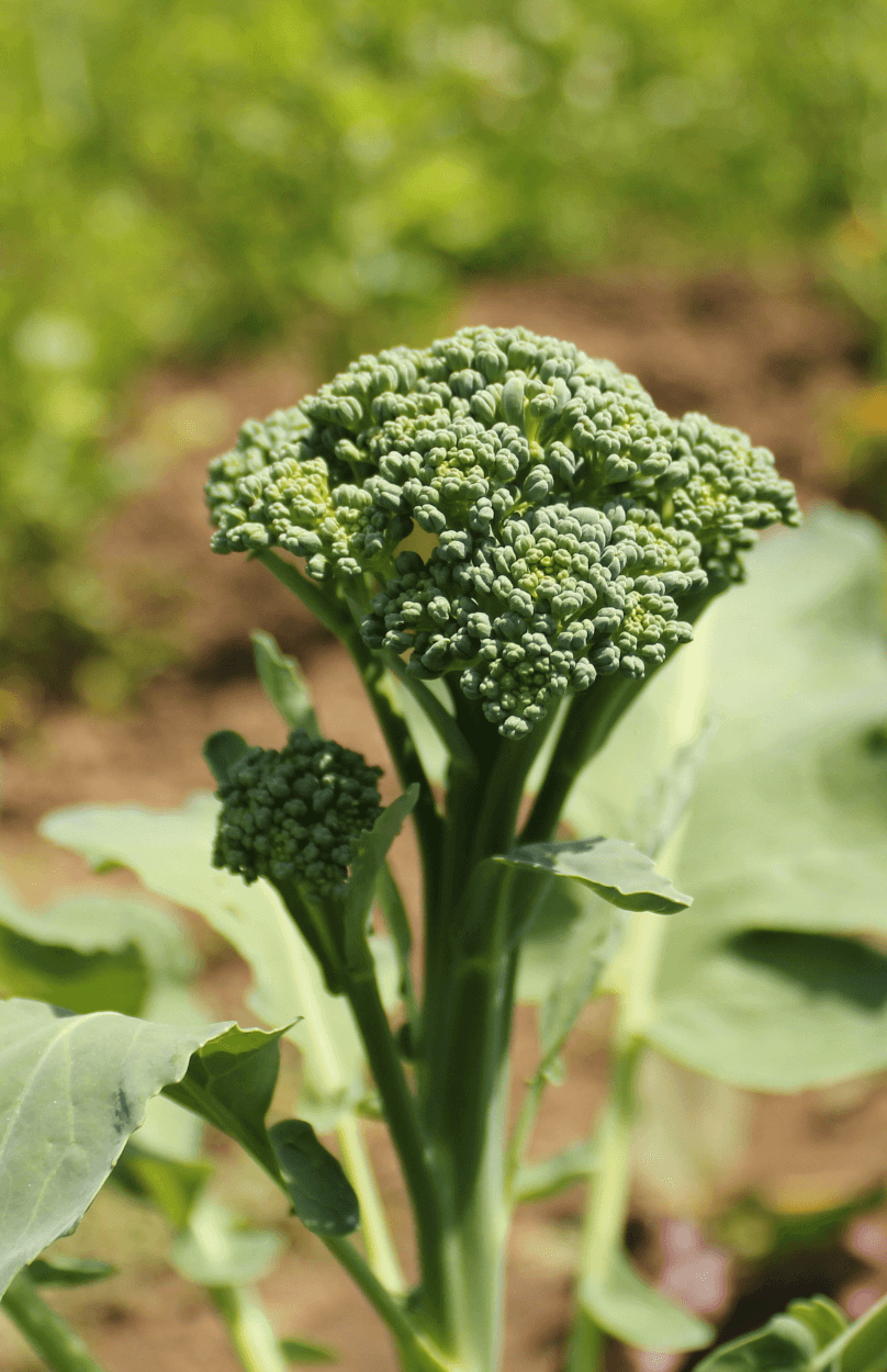 Premium Atlantis Broccoli Seeds | Buy High-Quality Seeds Online 