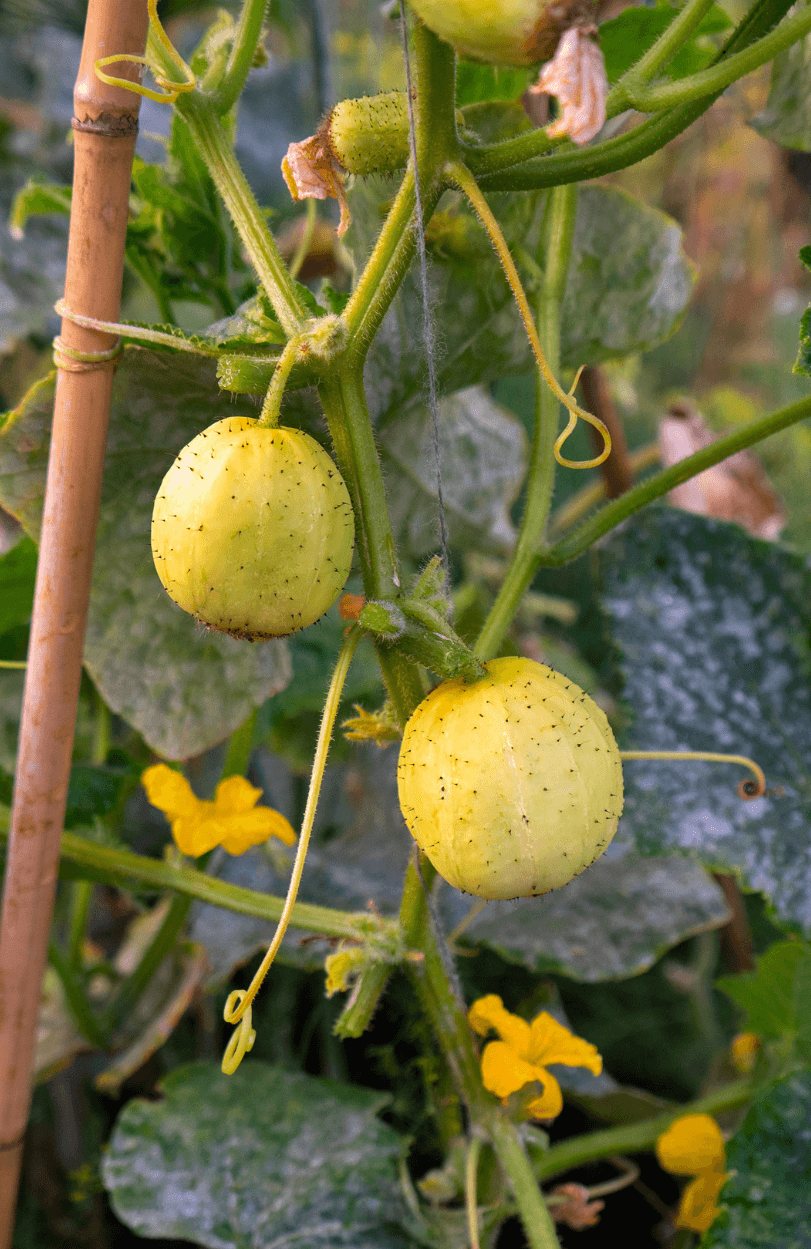 Taste the Lemon Essence: Buy Cucumber Crystal Lemon Seeds for Unique Cucumbers