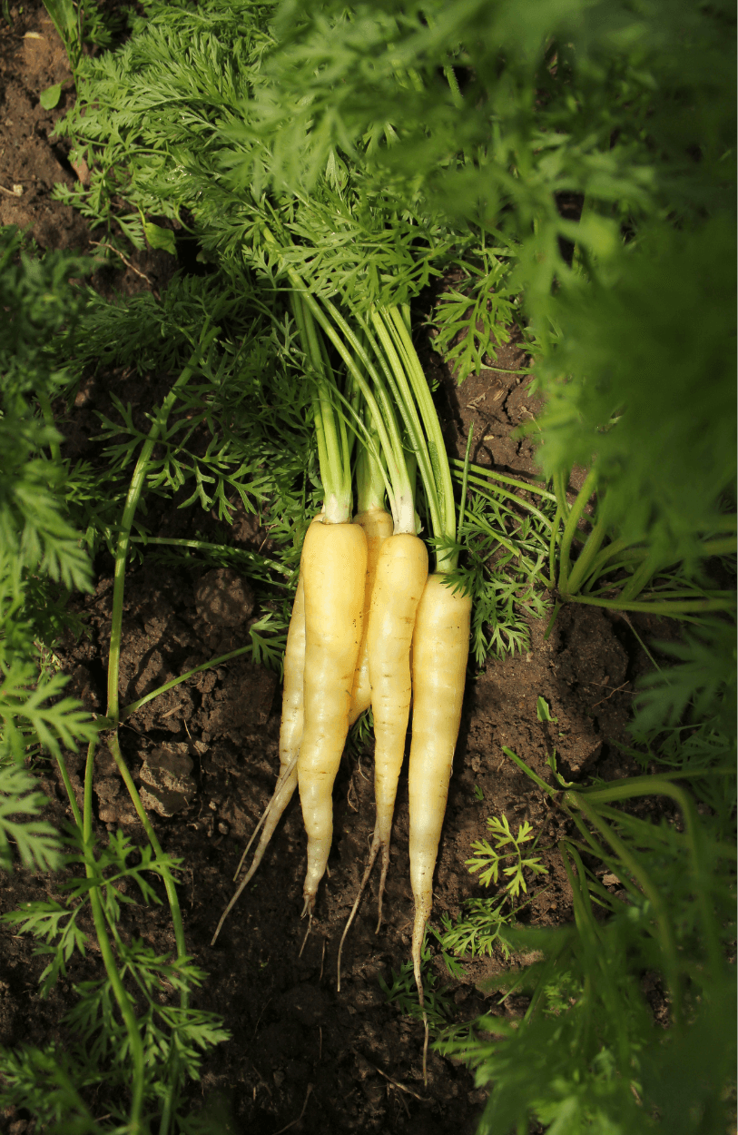 Add a Splash of Gold: Purchase Yellowstone Carrot Seeds for Wholesome Snacking
