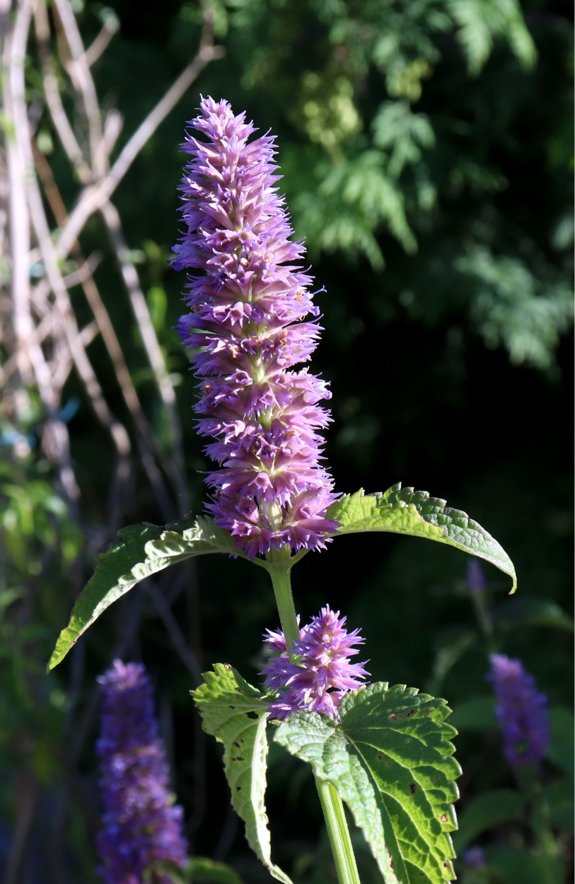 Shop Now for Agastache Rugosa Herb Seeds - Elevate Your Green Space