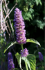 Shop Now for Agastache Rugosa Herb Seeds - Elevate Your Green Space