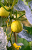 Garden-to-Table Freshness: Get Crystal Lemon Seeds for Homegrown Cucumber Bliss