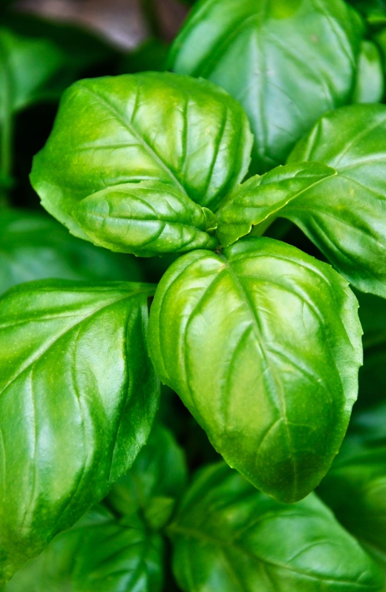 Garden-to-Plate Freshness: Buy Herb Basil Gustosa Seeds for Wholesome Flavor