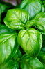 Garden-to-Plate Freshness: Buy Herb Basil Gustosa Seeds for Wholesome Flavor