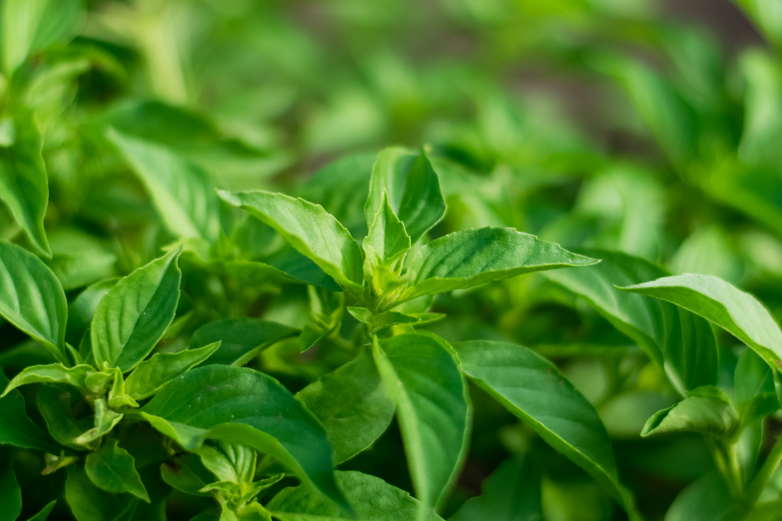 Lemon-inspired Cuisine: Buy Lemon Basil Seeds for Tantalizing Dishes