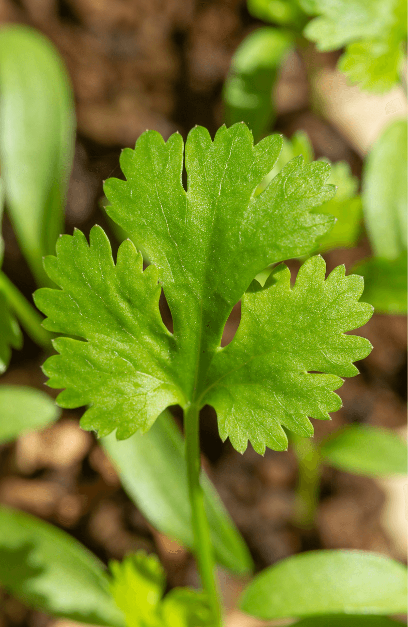 Organic Coriander plants are growing