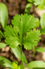 Indlæs billede i gallerifremviser, Herb Lover&#39;s Paradise: Buy Herb Coriander Seeds Online for Fragrant Harvests