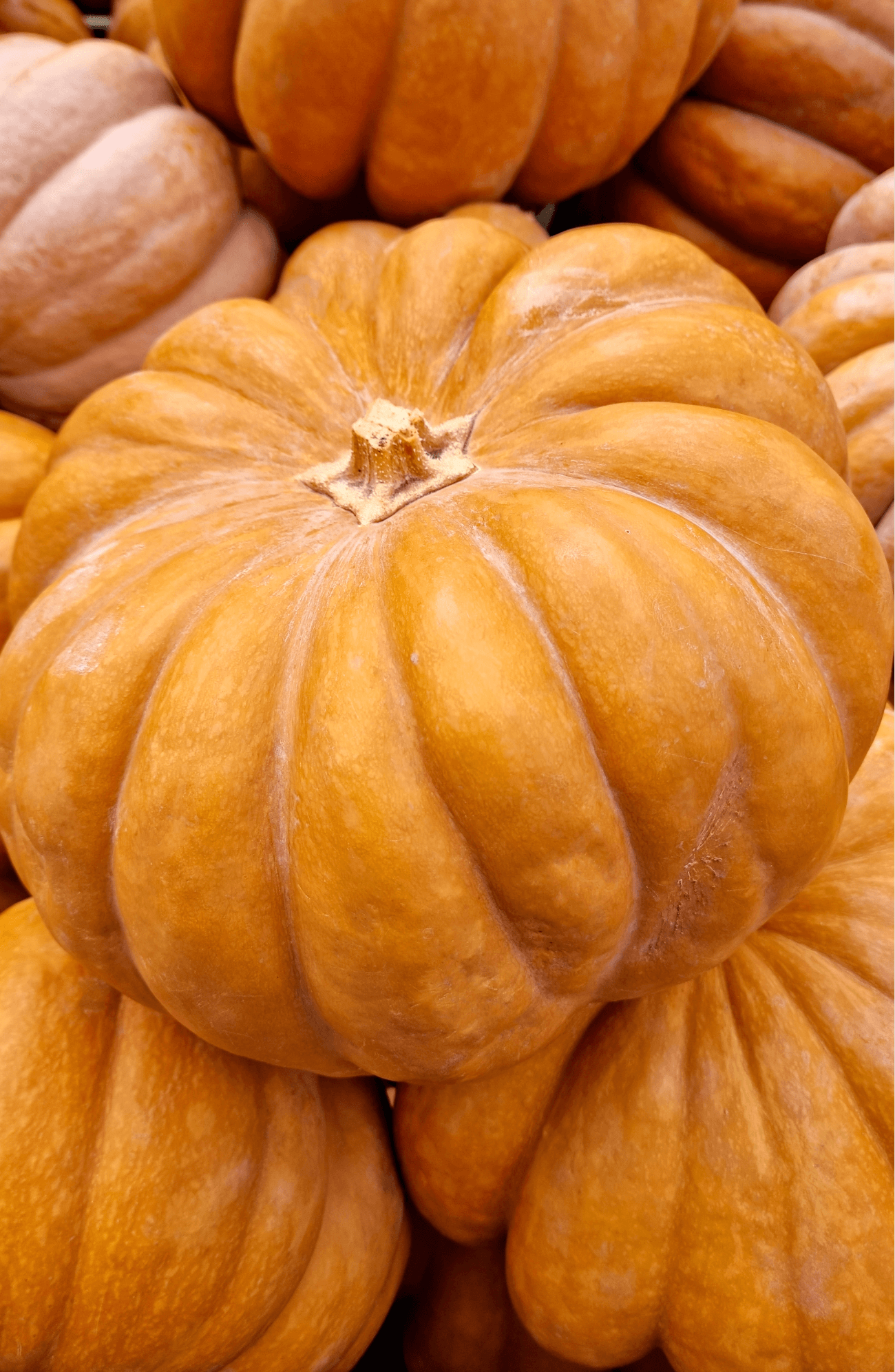 Harvest Homegrown Beauty: Buy Musk Pumpkin Seeds Online for Cozy Vibes