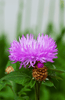 Load image into Gallery viewer, Order Purple Cornflower Seeds - Buy Organic Centaurea Cyanus Seeds 