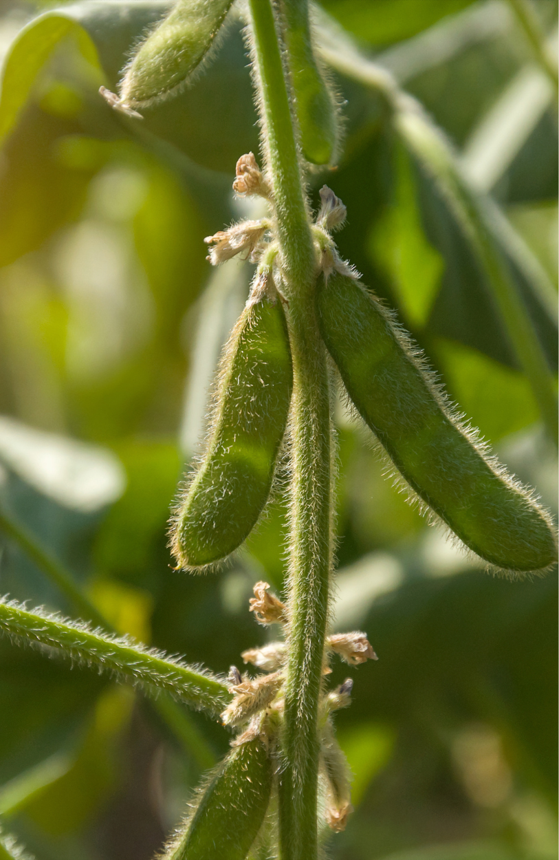 Sustainable Farming Choice: Buy Soybean Seeds for Environment-Friendly Harvests