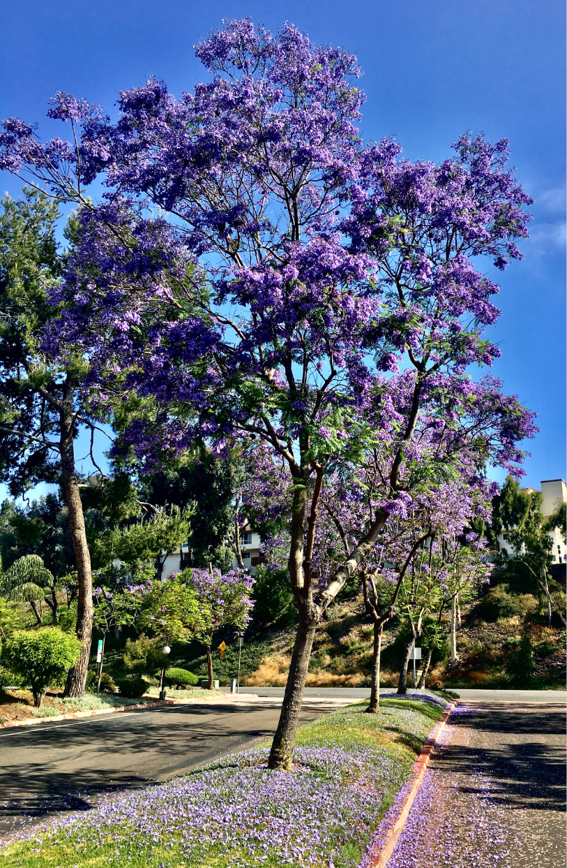 Create a Lavish Landscape: Get Jacaranda Mimosifolia Seeds for Stunning Beauty