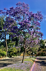 Indlæs billede i gallerifremviser, Create a Lavish Landscape: Get Jacaranda Mimosifolia Seeds for Stunning Beauty