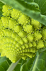 Unique Taste and Beauty: Get Romanesco Cauliflower Seeds for Gourmet Cuisine