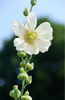 Premium White Hollyhocks Seeds - Grow your own stunning white blooms