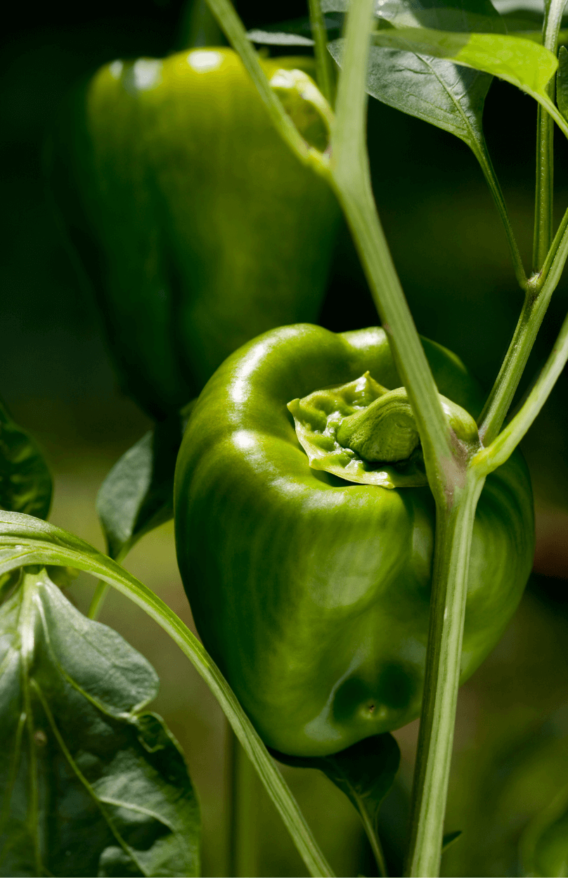 Green Bell Pepper Seeds - Grow vibrant and sweet bell peppers in your garden