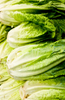 Premium Green Romaine Lettuce Seeds - Start a vibrant and healthy harvest with these high-quality seeds