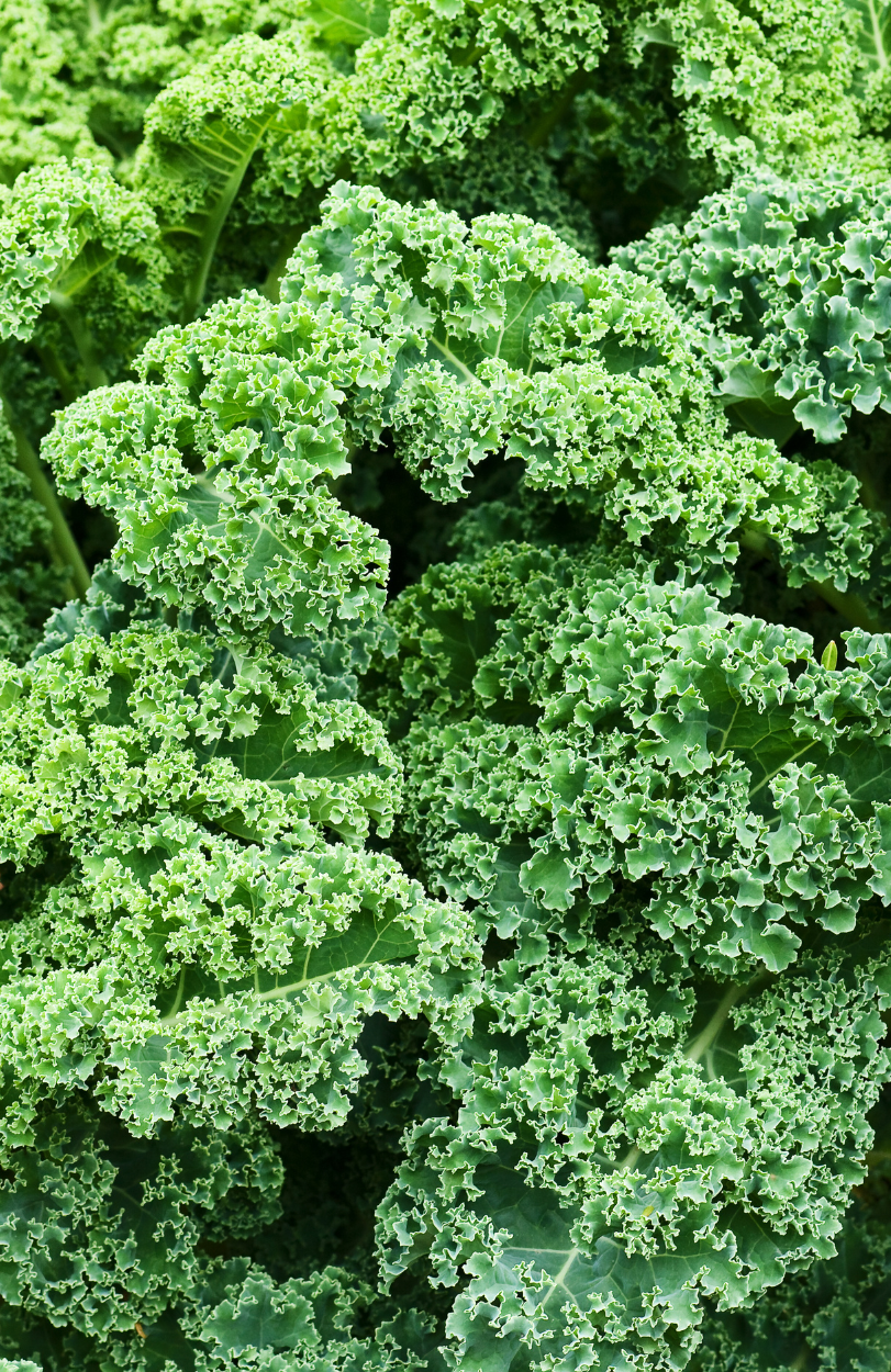 Harvest Green Kale Seeds - Shop now!