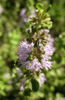Ladda in bild i Galleri Viewer, Pennyroyal Seeds - Cultivate aromatic and medicinal plants in your garden