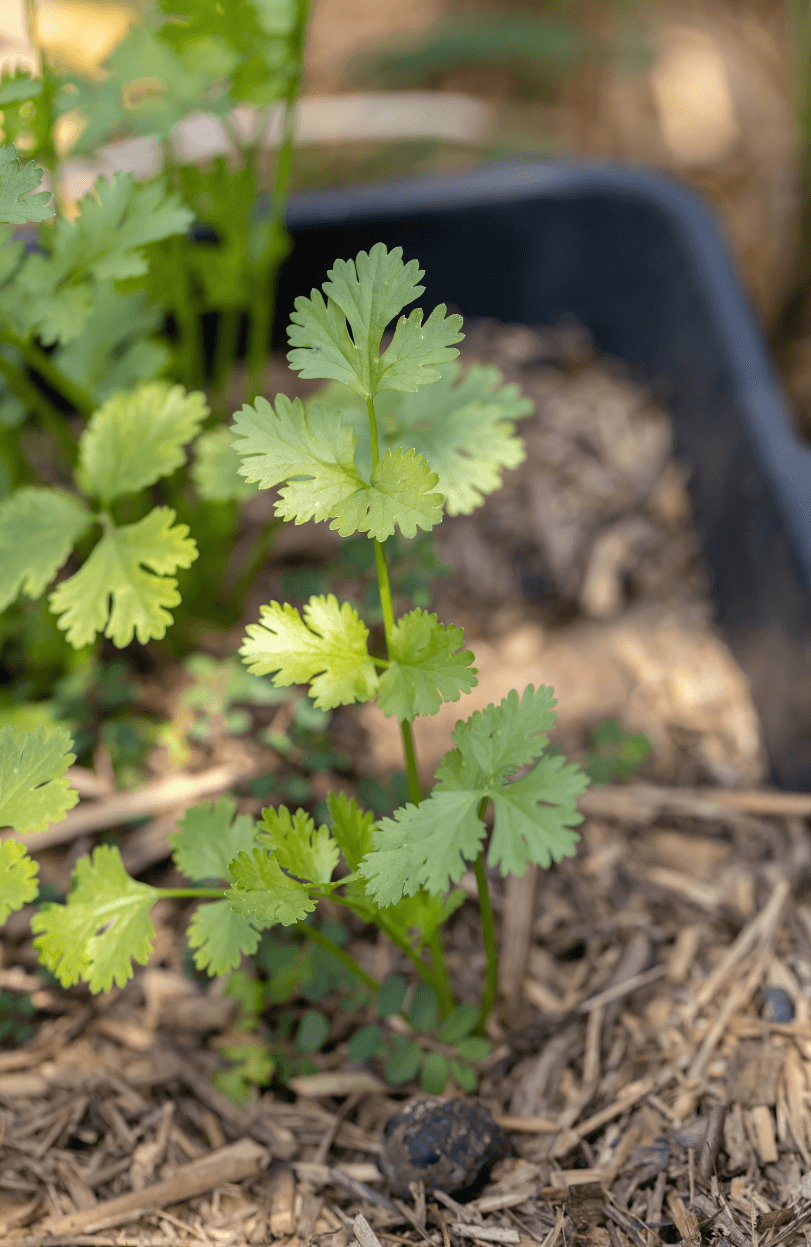 Small Leaf Coriander Seeds - Grow Your Own Culinary Delight