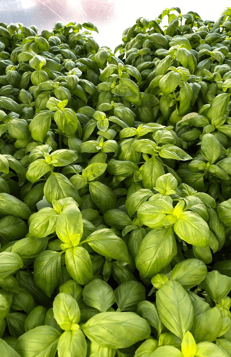 Aromatic Sweet Basil Seeds - Grow flavorful and fragrant basil in your garden