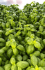 Indlæs billede i gallerifremviser, Aromatic Sweet Basil Seeds - Grow flavorful and fragrant basil in your garden