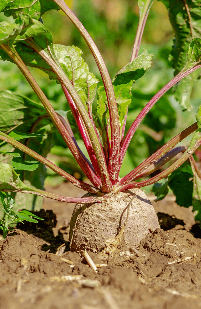 Explore a Variety of Cardeal Beetroot Seeds | Grow Vibrant and Nutritious Beets
