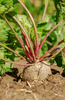 Cargar imagen en el visor de la galería, Explore a Variety of Cardeal Beetroot Seeds | Grow Vibrant and Nutritious Beets