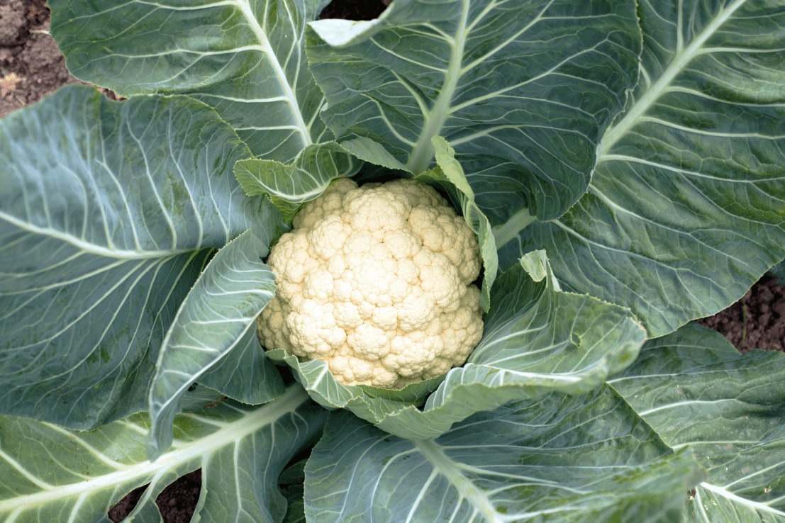 Start Your Garden with Cauliflower Seeds | Enjoy Versatile and Delicious Harvests 
