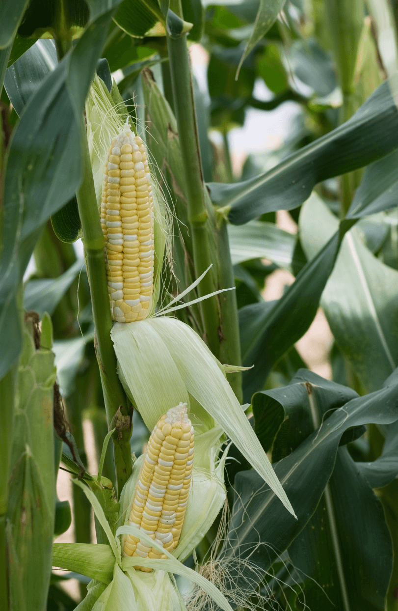 Premium White Lady F1 Sweetcorn Seeds | Buy High-Quality Seeds Online
