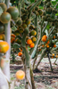Carregue a imagem no visualizador da Galeria, Tropical Citrus Delight: Buy Naranjilla Seeds for Refreshing Garden Harvests