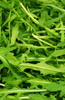 Flavorful Leafy Greens: Buy Rocket Arugula Seeds for Zesty Salads