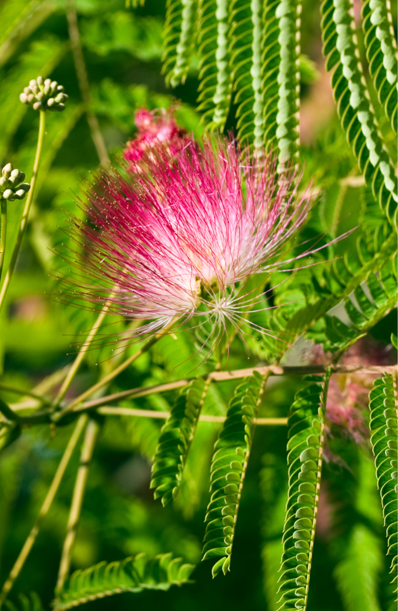 Transform Your Landscape: Get Silk Tree Seeds for Serene Garden Retreats