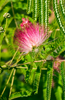 Indlæs billede i gallerifremviser, Transform Your Landscape: Get Silk Tree Seeds for Serene Garden Retreats