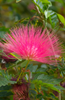 Afbeelding laden in galerijviewer, Delicate Floral Charm: Purchase Albizia Julibrissin Seeds for Enchanting Gardens