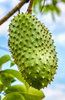 Savor the Exotic: Get Guanabana Soursop for Authentic Tropical Treats