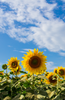 Bild in Galerie-Viewer laden, Savor the Sunflower Magic: Buy Sunflower Seeds for Irresistible Garden Goodness