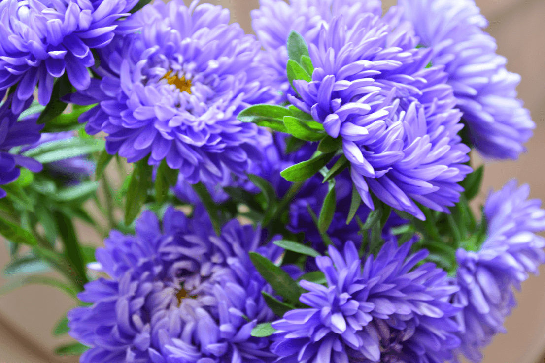 Buy High-Quality Blue Aster Seeds - Bring Beauty to Your Garden