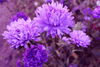 Cargar imagen en el visor de la galería, Buy Blue Aster Seeds Online - Vibrant Blooms for Your Garden
