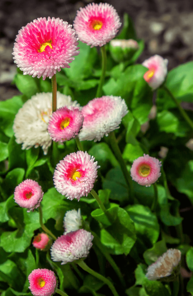 Buy Pink English Daisy Seeds - Add Delicate Beauty to Your Garden