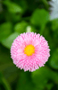 Indlæs billede i gallerifremviser, Shop Pink English Daisy Seeds - Enhance Your Garden with Soft Petals