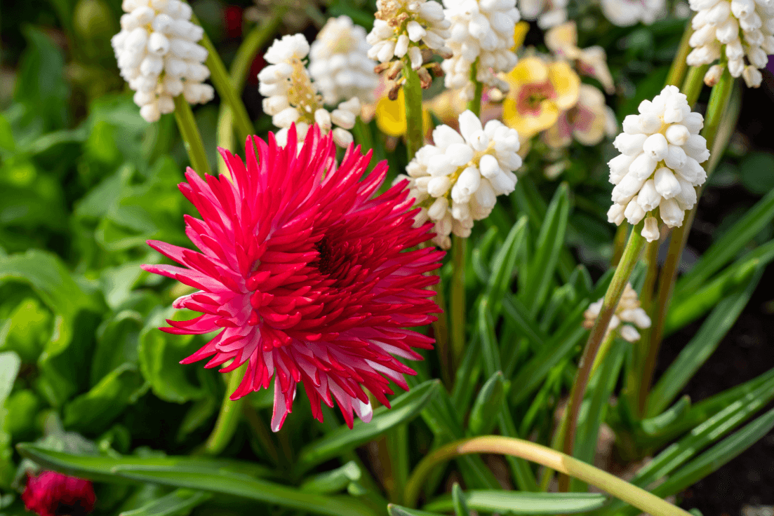 Buy Red Aster Seeds - Grow Stunning Blooms in Your Garden