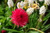 Load image into Gallery viewer, Buy Red Aster Seeds - Grow Stunning Blooms in Your Garden