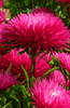 Premium Red Aster Seeds - Shop Now for Vibrant Blooms!
