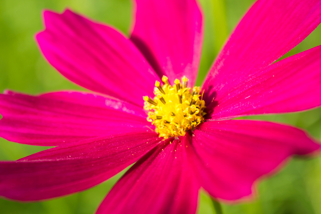 Shop Premium Red Cosmos Seeds - Bring Nature's Beauty Home!